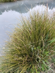 Carex buchananii