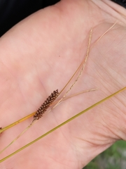 Carex buchananii