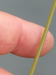 Carex buchananii