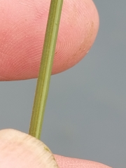 Carex buchananii