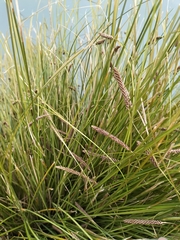 Carex buchananii