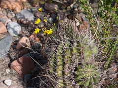 Echinopsis leucantha