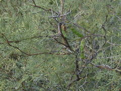 Prosopis flexuosa