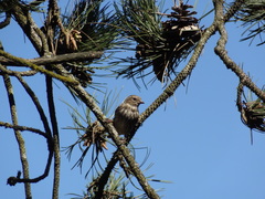 Spinus pinus