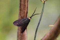 Pollanisus subdolosa