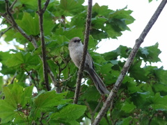 Psaltriparus minimus