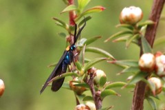 Pollanisus subdolosa