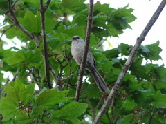 Psaltriparus minimus