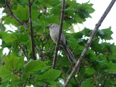 Psaltriparus minimus