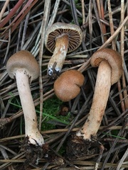 Inocybe cinnamomea