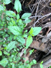 Acalypha eremorum