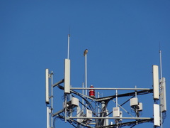 Buteo jamaicensis
