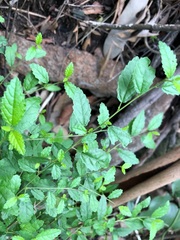 Acalypha eremorum