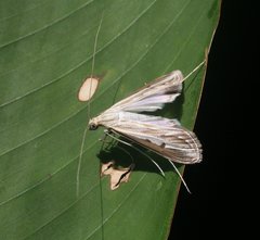 Euclasta maceratalis