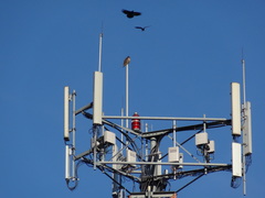 Corvus brachyrhynchos