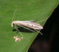 Euclasta maceratalis
