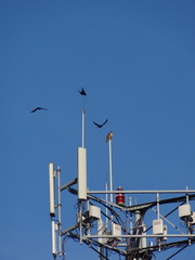 Corvus brachyrhynchos