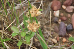 Knowltonia vesicatoria