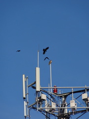 Corvus brachyrhynchos