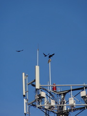 Corvus brachyrhynchos