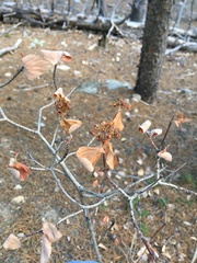 Physocarpus monogynus