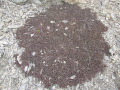 Acaena saccaticupula