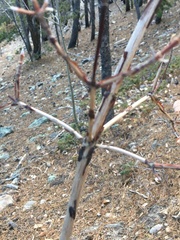 Physocarpus monogynus