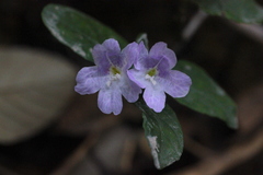 Strobilanthes tetrasperma