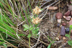 Knowltonia vesicatoria