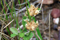 Knowltonia vesicatoria