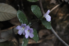 Strobilanthes tetrasperma