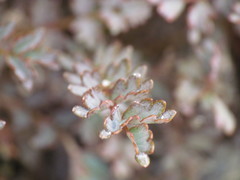 Acaena saccaticupula