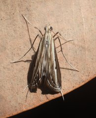 Euclasta maceratalis