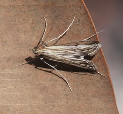 Euclasta maceratalis