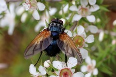 Chetogaster violacea-viridis