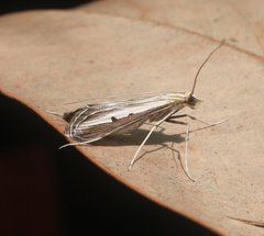 Euclasta maceratalis