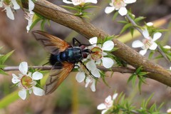 Chetogaster violacea-viridis
