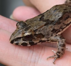 Fejervarya cancrivora