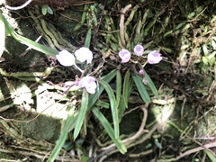 Sarcochilus ceciliae