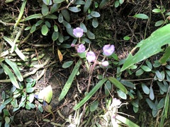Sarcochilus ceciliae