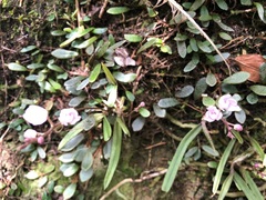 Sarcochilus ceciliae