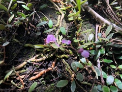 Sarcochilus ceciliae