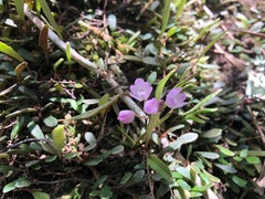 Sarcochilus ceciliae