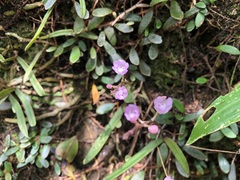 Sarcochilus ceciliae