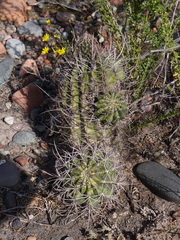 Echinopsis leucantha
