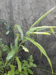 Zingiber officinale