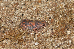 Phrynomantis annectens