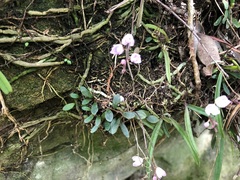 Sarcochilus ceciliae