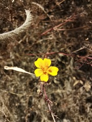 Tagetes lunulata