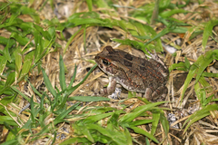 Sclerophrys poweri